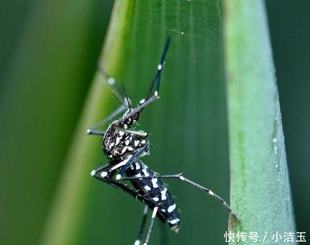 “花蚊子在我国出现时间并不长，但人们白天已无法乘凉，它从哪来