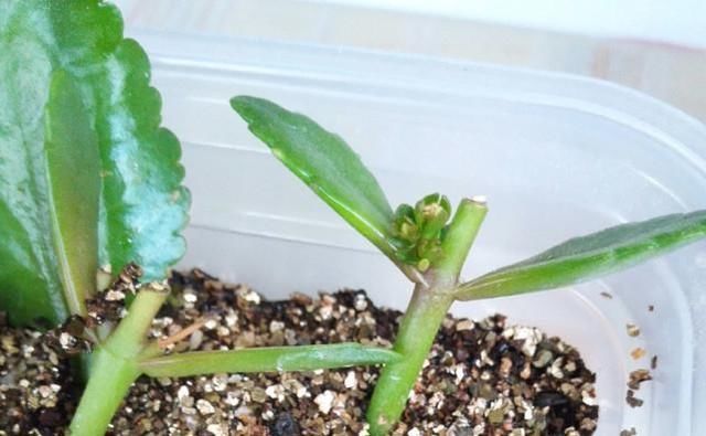  『剪掉』养长寿花用这两个小技巧，开花一团团，枝繁叶茂花儿多