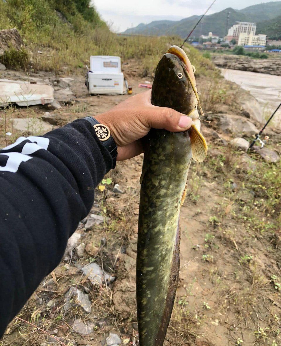 华鱼、黄尾巴，这些黄河野鱼越来越难钓，钓友:不是有钱就任性