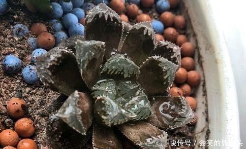  难养■多肉玉露叶片干瘪就是死了，我信了你个鬼，玉露养好难养死更难
