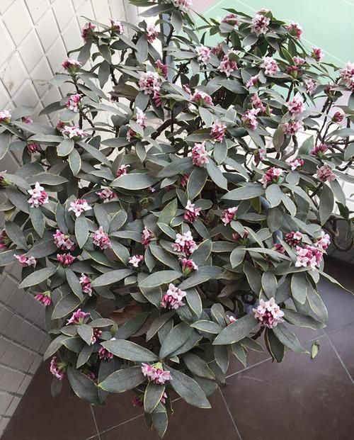  『盆栽』适合新手养的花，漂亮又好养，赏花又闻香，多季开花，是盆栽佳品