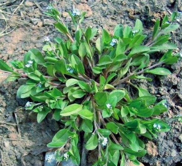 它趴地生长，人称附地菜，农村用它喂猪，能治风热牙痛，认识吗？