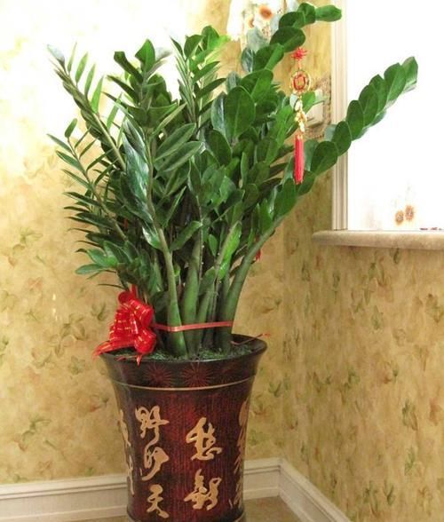  培吗：金钱树可水培吗，方法是什么？看看小妹怎么做的。