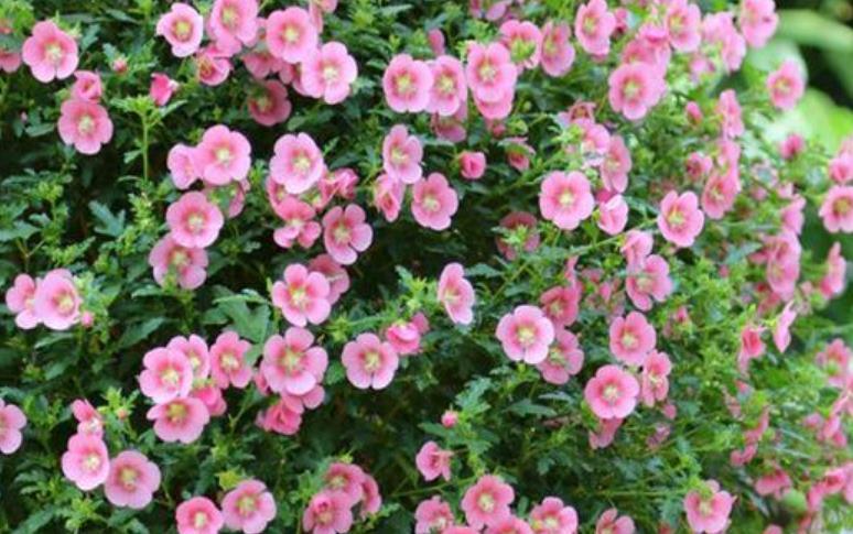 『开花』最受欢迎的“4种花”,好养又漂亮,开成花球,花期长达300天!