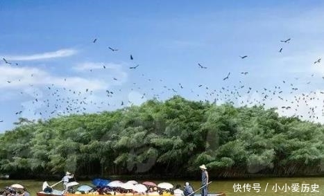 中国最大的一棵树，千万只鸟的天堂，被写进了小学课本