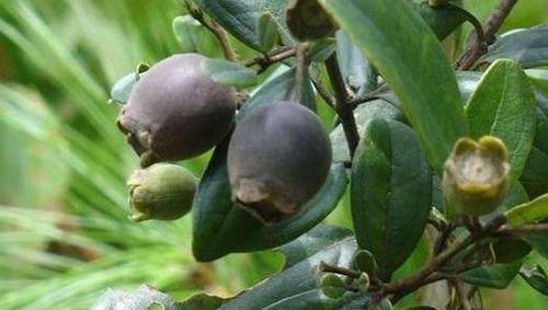 可以用来泡酒的野果，很少有人认识，现在产量很少