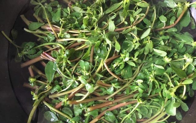  『常见』这种常见的野菜，现在被养成老桩，叶片小巧颜值高，勤修剪就可以
