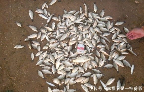  『钓点』野钓时小鲫鱼闹窝太厉害，用这几招，中钩的都是大鲫鱼