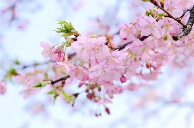  家里@家里的自然课（十二） ︱ 那一树粉红，是梅花、桃花、樱花、杏花，还是……