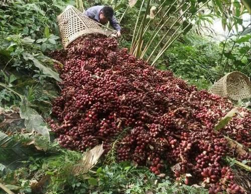  果子|云南这种果子火了，种下收多年，38一公斤，家家都需要