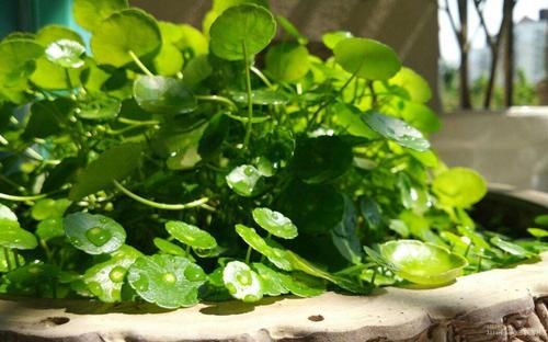  #植物#这几种好养的植物，随随便便就可以养得很好！