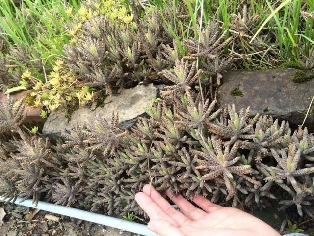  「得像」急性子就养铜钱草，俩月爆满整个家，多得像生物入侵