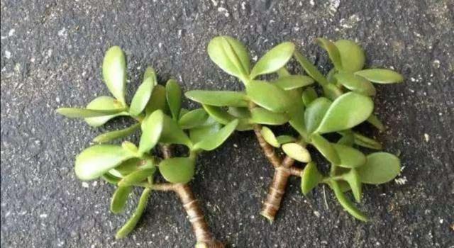  快速|春天扦插5种花，不用生根粉也能快速生根，让家里的花越养越多