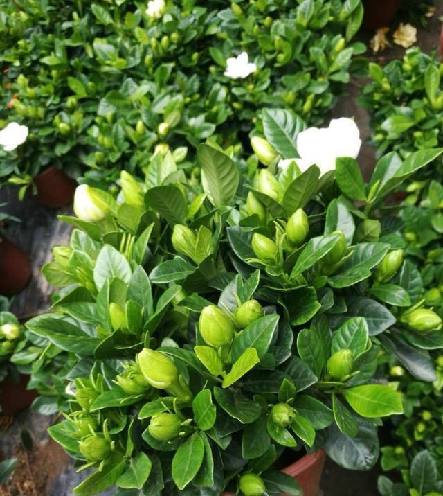  「栀子花」栀子花要想花开得多，这3个条件要同时具备，缺一不可