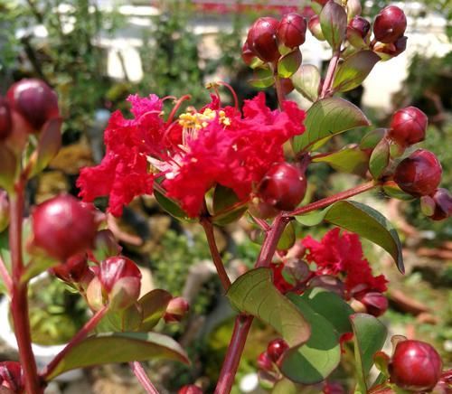  『时间』紫薇盆景什么时候修剪好？对的时间修剪对的枝条，枝壮叶茂开花美