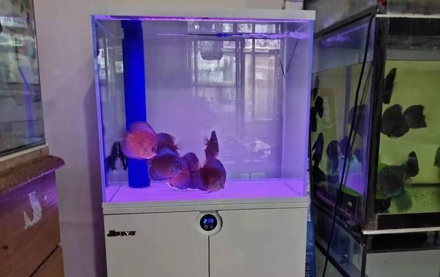 往鱼缸里加@如何让看似白浊的鱼缸水质,迅速走向通透?做好以下几点足够