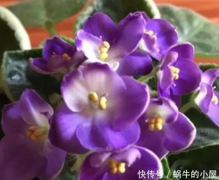  『爆长』5种花给点阳光就灿烂，浇点水就爆长，阳台变成“小花园”！