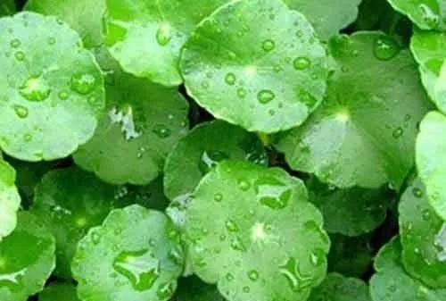  [修复]科普：修复、祛疤小能手——积雪草提取物