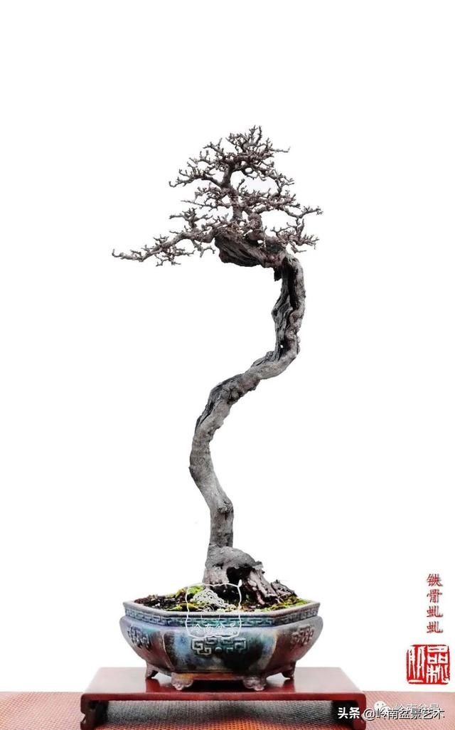  「作品」有年功的盆景，品相好，价值高！