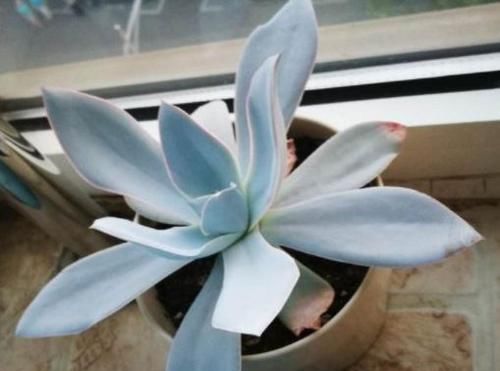  『家里』家里种植这些花朵，耐干旱，超适合懒人养，开花不断，爆成花海