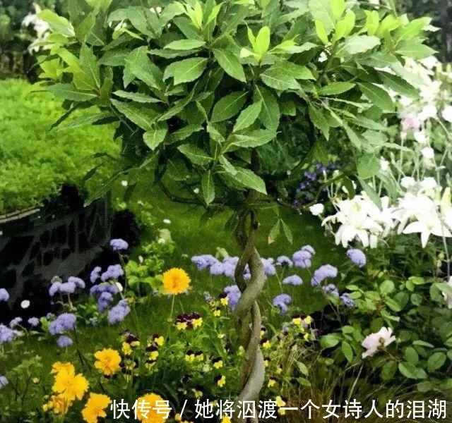 可赏:春暖花开之际赶紧播下香草种子, 可观可赏还能让你家餐桌喷香