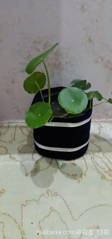  #油桶里面#用完的油桶想养花种菜，几个要点要注意，否则种啥死啥！