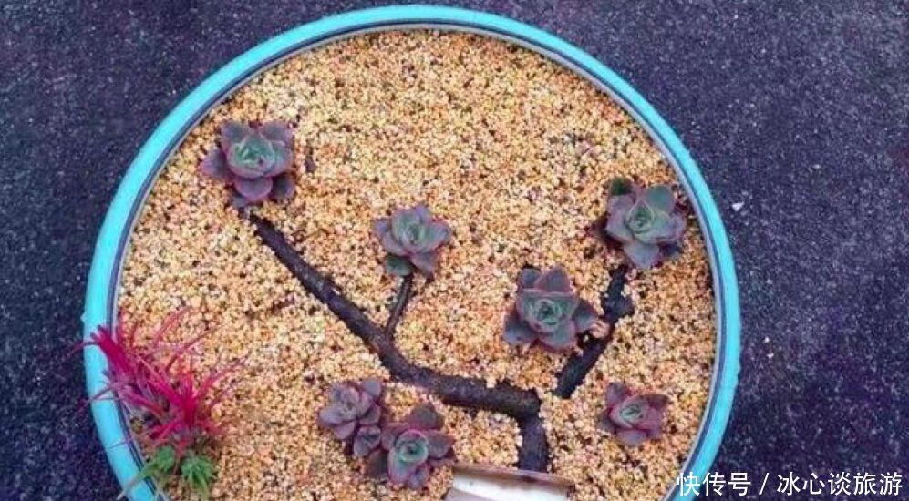 『不用浇』多肉原本就属于沙漠植物,需水量很小,不用经常浇水