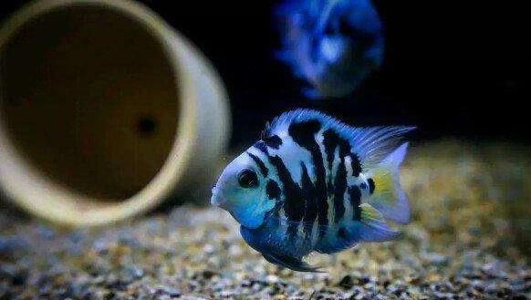  『风靡』风靡国内水族市场的宠儿，新手好养好繁殖的观赏鱼，饲养经验汇总