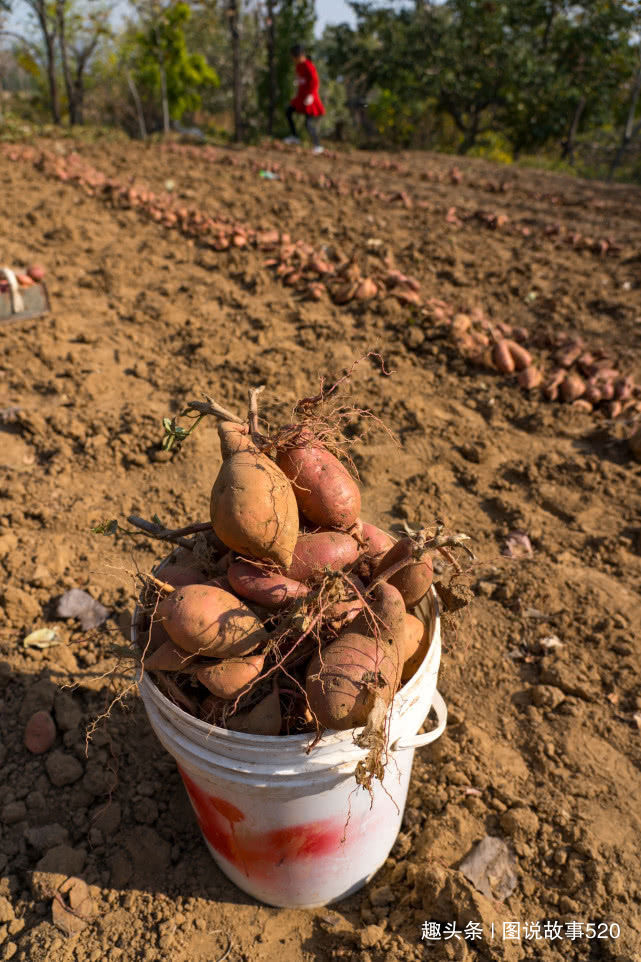  「红薯」白薯变红薯，河北山村大爷：500元买的新品种今年亏了3