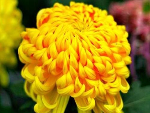  『密集』养这4款花，沾土就活，叶子茂盛花朵密集，四季都在赏花
