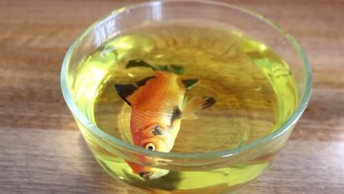  鱼缸：老外奇葩测试：把碳酸饮料倒入鱼缸，只想让鱼儿品尝一下味道！