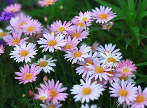 #美爆#喜欢养花,不如养盆朱顶红,花开清新高雅,花朵一簇一簇,美爆了