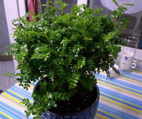  『清香木』这3种植物再贵也要养，客厅养1盆，身体会越来越强壮！