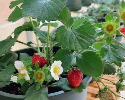  『草莓』在家养草莓盆栽，先了解这些养护小知识，能让你的草莓又大又甜