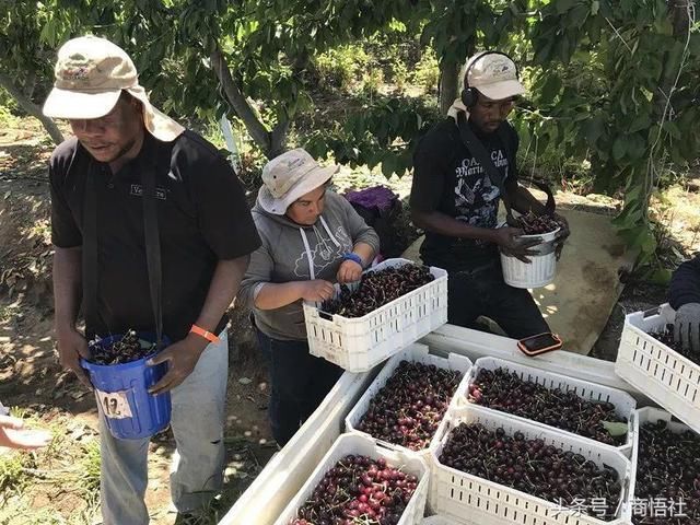中国人吃掉智利85%的樱桃!天猫完全改变了一