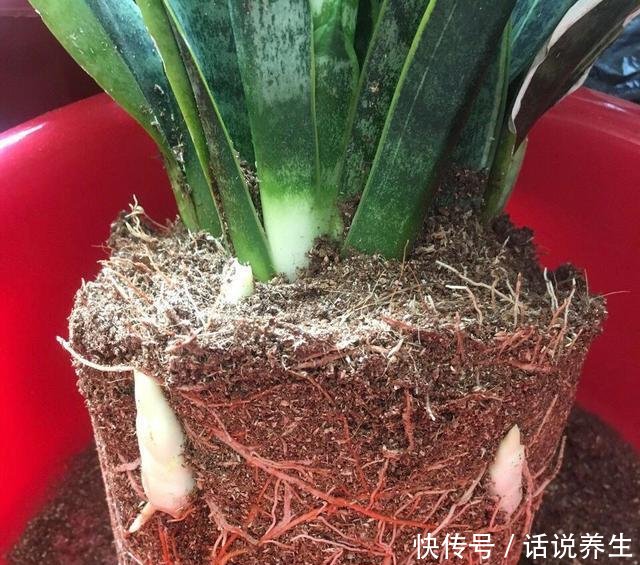  「穿破」虎皮兰不长新芽春天埋上2种肥，“钢芽”穿破盆