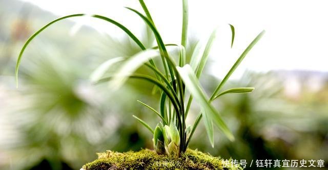  「深盆」野生兰花的根都不深，可为什么种植都用深盆这么说就明白了