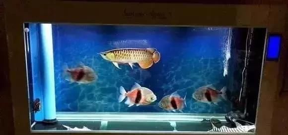 #鱼缸#“养鱼狂魔”家有20个鱼缸，让我们看看都养了什么鱼？膜拜大神吧