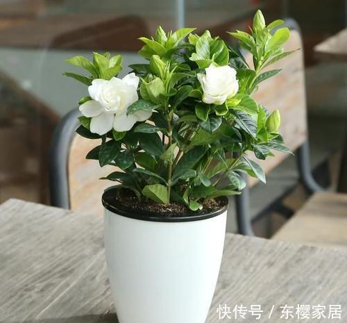 开出|这4种花遇到大太阳别遮阴,让它们使劲晒,呼呼开出满盆花