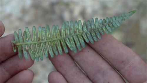 以前农村用它生火和种蒜，如今却成难除“杂草”，珍贵价值被忽略