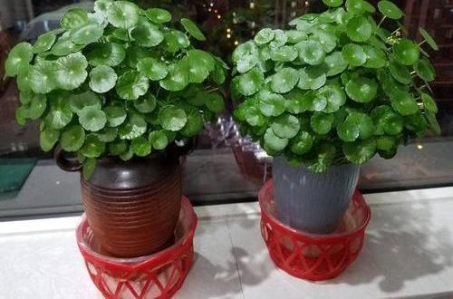  [比手]铜钱草长的慢，黄叶子，半水半土栽培，叶子比手大，1月挤爆花盆