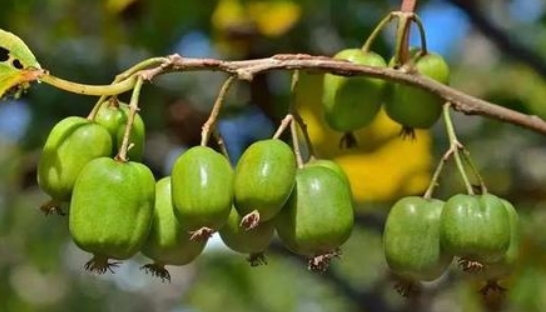 又一农产品爆红，一斤120元全国能种，今年种第2年就能换车