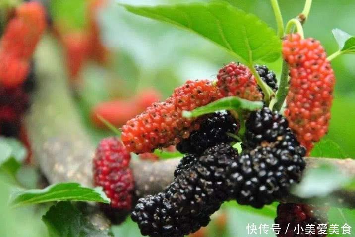 农村长在茅厕边上的1种小野果，全身都是宝，集市价格一斤十几块