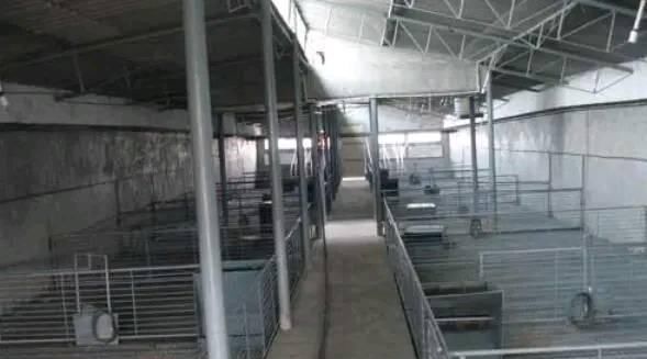  「费用」养猪场不再需要建猪舍了。这样建猪棚。不仅费用低，卫生也很干净