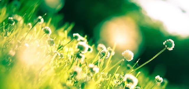  『植物的生根』便宜又高效！这三种居家生根剂你之前知道吗？效果可真不错！