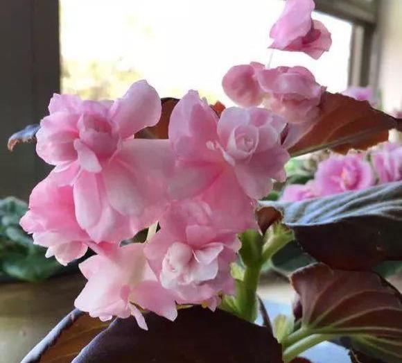  #漂亮#这4种花，一开花就停不下来，漂亮好养，是盆栽佳品！