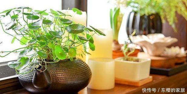  「只需要剪下」亲戚朋友家见到3种植物，剪些叶子带回家，插到土里就能活