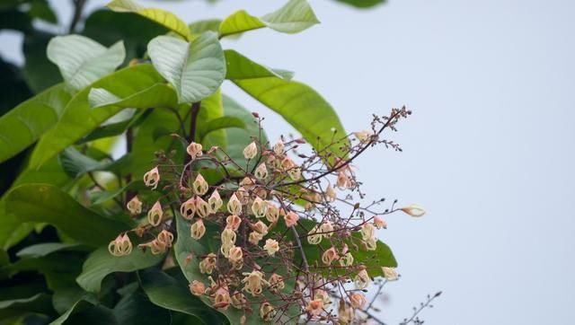  「种植物」苹婆介绍！岭南风物的盆栽！