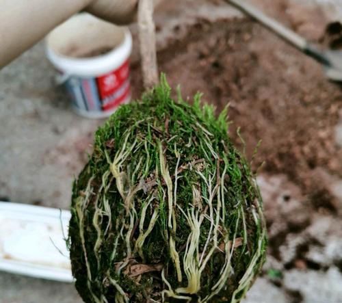  『水苔包裹』快速找茶花盆景素材的方法，水苔高压茶花老桩，直接成型