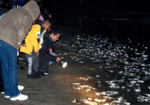 夜晚海边银光闪闪，游客过去发现奇特生物，却只拍照不敢抓！